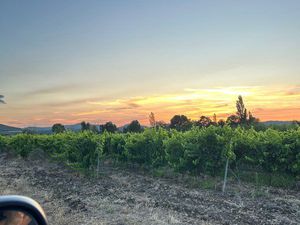 Vente îlots de parcelles de vignes palissées