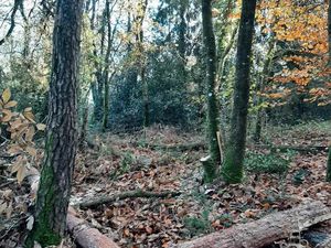 Beau terrain boisé 1 7 ha – Guern