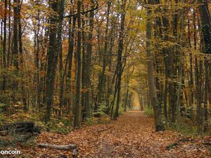 Recherche forêt / bois de chênes – Plateau d’Albion