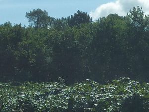 Parcelle bois forêt