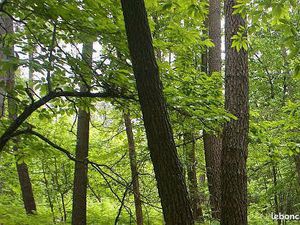 Terrain 8ha boisé Dordogne