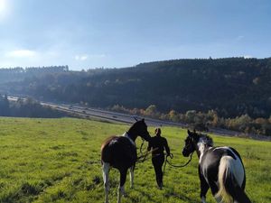 Recherche terrain chevaux