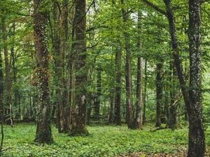 Terrain 5 m² Ciry-le-Noble