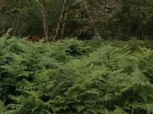 Terrain 900 m² Saint Aubin De Medoc