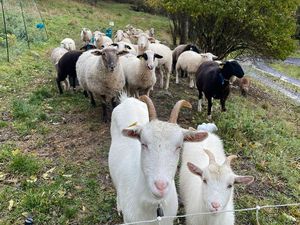 Recherche terrain à pâturer