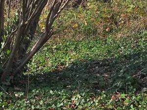 Terrain constructible 1200 m2 Saint Amant