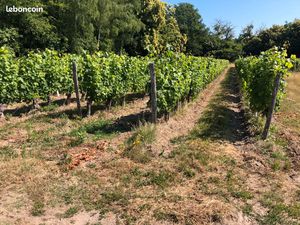 Vignes à vendre