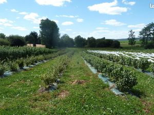 Ferme fruitière bio à vendre