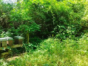 Terrain de loisir entièrement arboré au bord du canal  avec cabanon