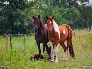Terrain pature chevaux