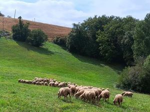 Cherche terrain agricole