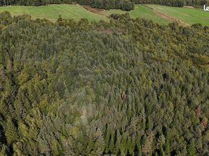Forêt diversifiée de 22 5 ha en Corrèze
