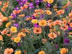 Vente terrain 417 m² à Parçay-Meslay (37210)  69 500 €