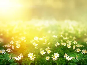 Vente terrain 1200 m² à Chaniers (17610)  55 000 €