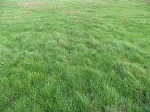 Vente terrain 707 m² à Château-Landon (77570)  35 000 €