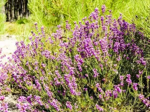 Vente terrain 611 m² à Morcenx (40110)  36 700 €