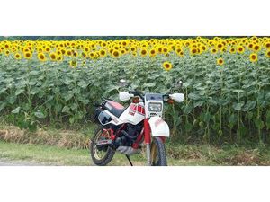 VENDO YAMAHA TENERE 600 34L D'EPOCA A TRAVERSETOLO (CODICE 9802382) - MOTO.IT