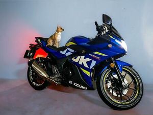 SUZUKI - GSXR 250