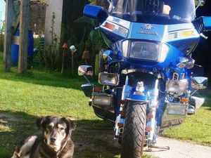 GL 1200 CALIFORNIA GOLDWING