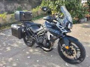 TRIUMPH - TIGER