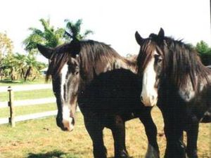 2 NICE HARLEY ROAD KING CLASSICS FROM A PAIR OF OLD FARTS
