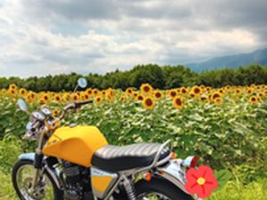 SWM SCRAMBLER 440 SILVER VASE