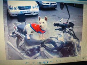 SUZUKI - INTRUDER 250 VL