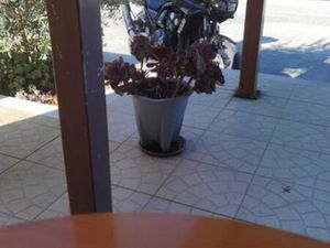 YAMAHA FAZER 600 LEIRIA, POUSOS, BARREIRA E CORTES