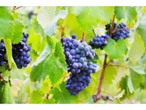 Maison de luxe de 250 m2 en vente Les Artigues-de-Lussac  Nouvelle-Aquitaine