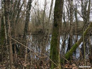 Terrain arbore avec son etang