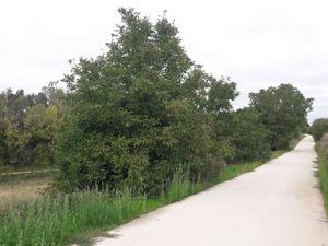 Vente Terrain à Vern-sur-Seiche (35770) : à vendre / Vern-sur-Seiche