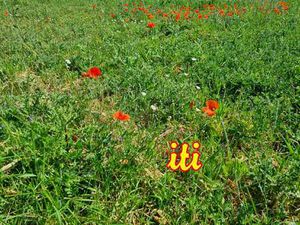 Vente Terrain à Grosbreuil (85440) : à vendre / Grosbreuil