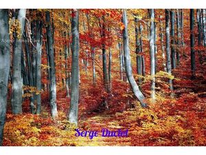 PROPRIÉTÉS FORESTIÈRES (FAYARD)