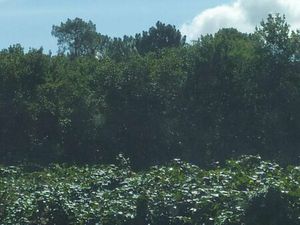 Parcelle bois forêt