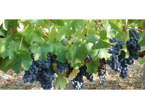 Vignoble Mombrier (33)