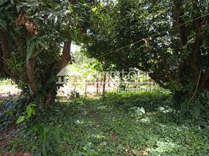 CAPESTERRE Terrain 2763 M2 'Fond Cacao'