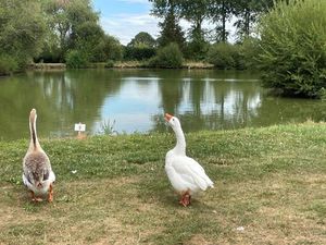 Terrain avec étang à vendre dans Le Perche Sarthois
