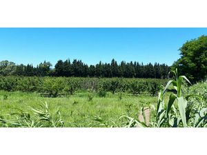 Vente maison 10 pièces 250 m² Vallabrègues (30300)