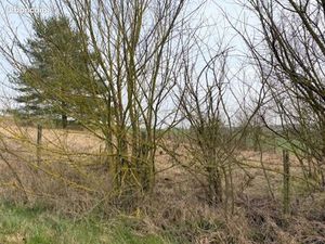 Terrain 2 000 m² Villeneuve L Archeveque