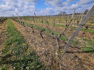 Vente terrain 58343 m² à Ordonnac (33340)  153 500 €