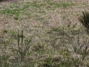 Terrain 1 467 m² Ally