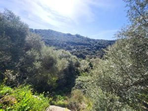 Vente terrain 15000 m² à Sartene (20100)  190 000 €