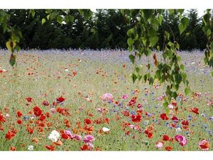 Achat Terrain 1 025m² VILLENEUVE LES CERFS 63310