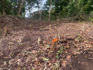 Achat Terrain 2 634m² LA TRINITE 97220