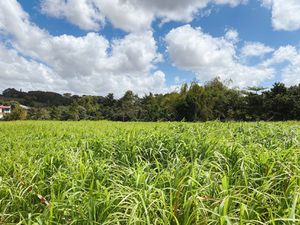 Achat Terrain 650m² DUCOS 97224