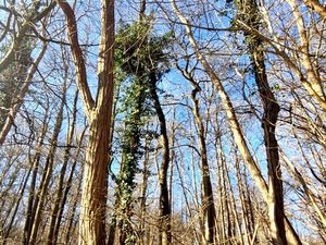 Terrain à vendre RONQUEROLLES 1886m2 9 400€