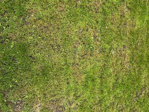 Achat Terrain 1 000m² TALLENDE 63450