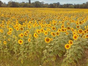 Maison et 2 gîtes en bordure du village