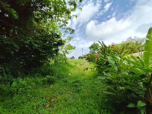 Vds grand terrain plat de 9227 m²  Le Morne Rouge