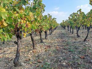 Vignes bio Jonquières 34 - St Félix de Lodez 34